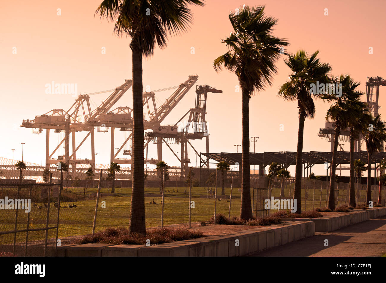 Palm trees and shipping cranes at Port of Oakland Stock Photo Alamy