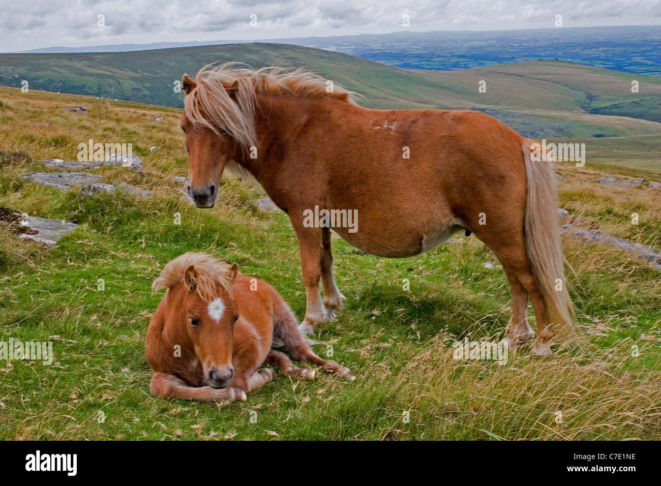 Dartmoor pony mare and foal Stock Photo Alamy