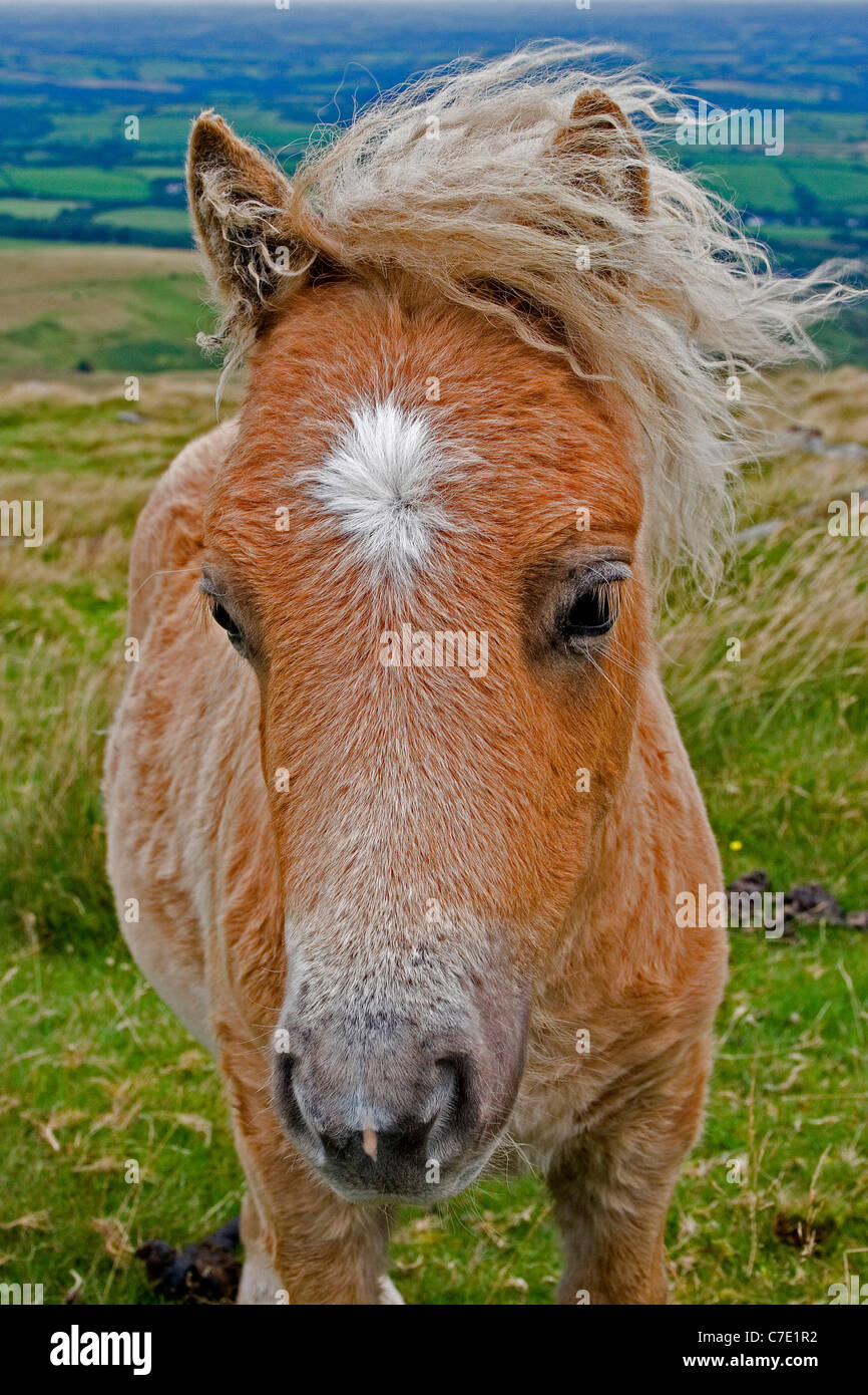Dartmoor pony foal Stock Photo Alamy