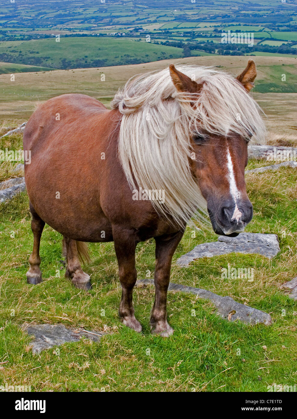 Dartmoor pony mare Stock Photo Alamy