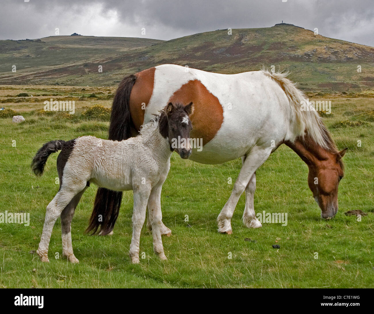Dartmoor pony mare and foal Stock Photo Alamy