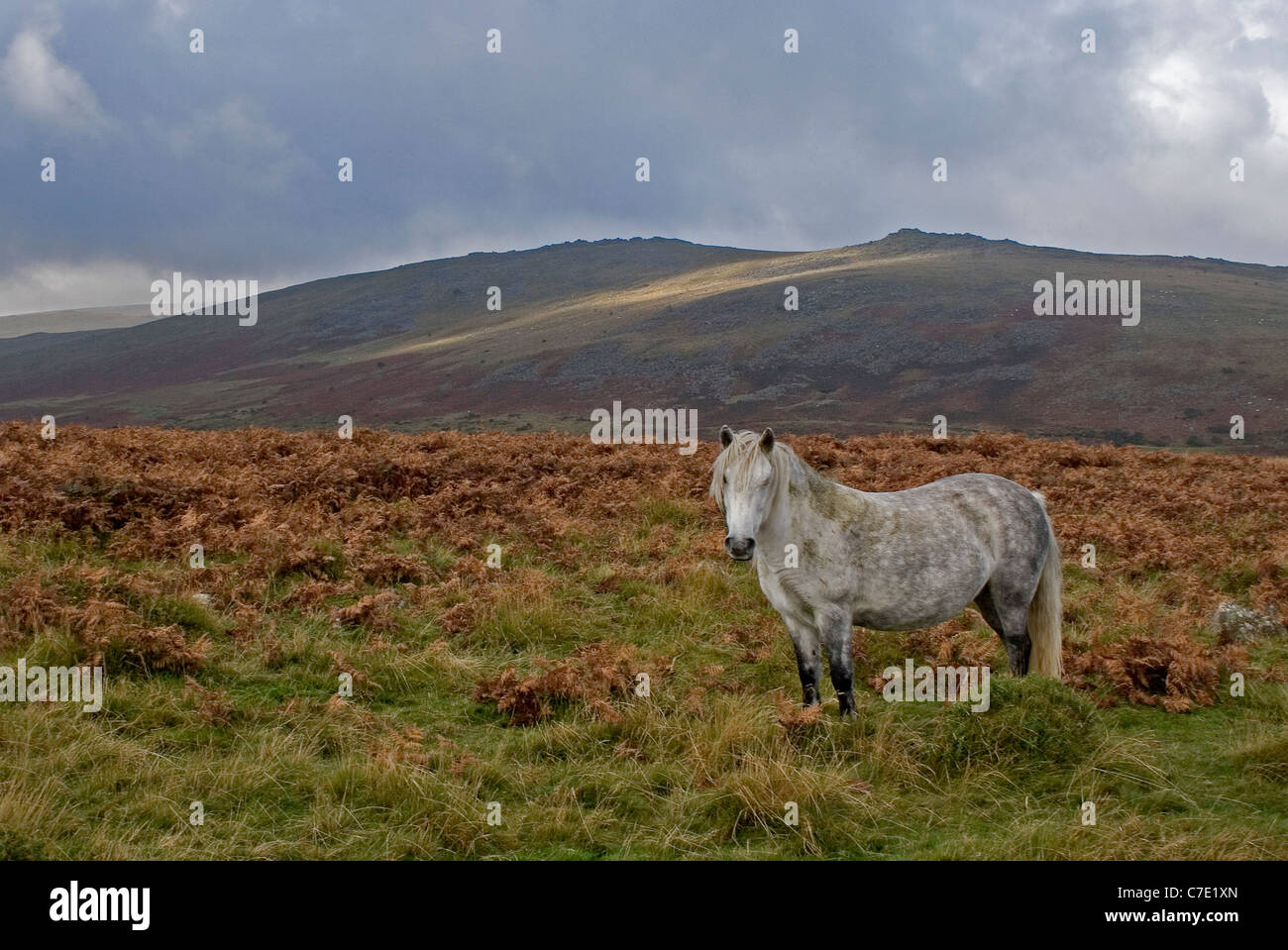 Grey pony hires stock photography and images Alamy