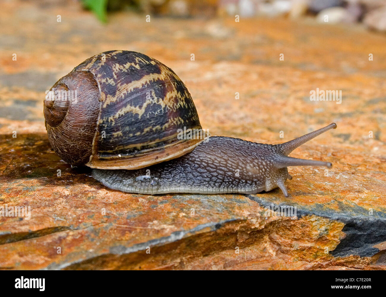 Common or brown garden snail helix aspersa Devon UK Stock Photo Alamy