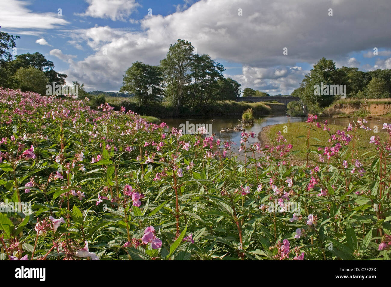 Himalayan balsam impatiens glandulifera Devon UK Stock Photo