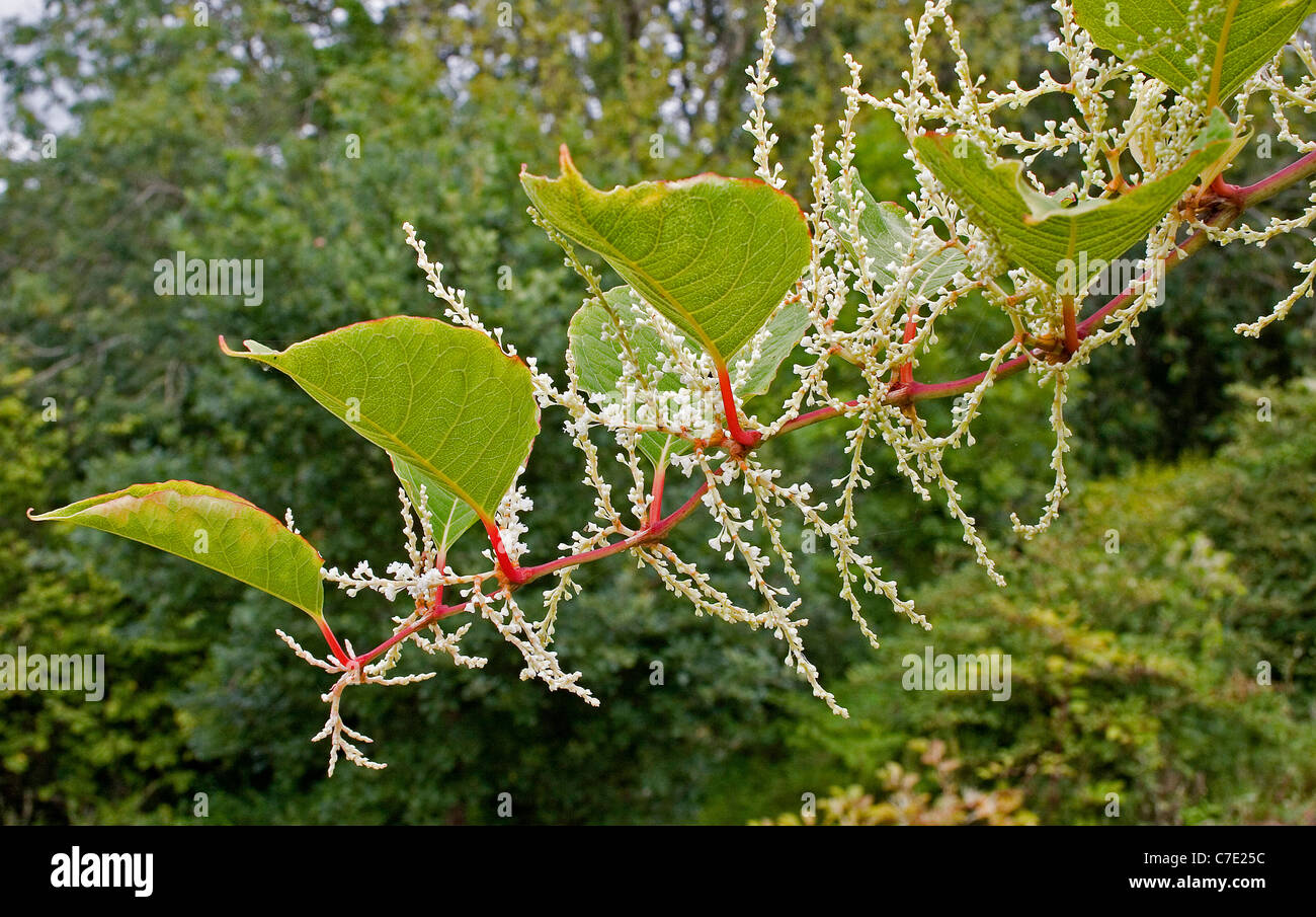 Japanese knotweed fallopia japonica Devon UK Stock Photo