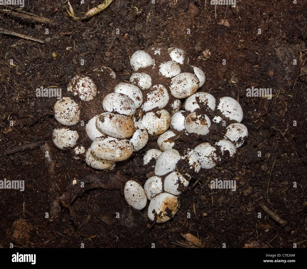 Eggs of the grass snake natrix natrix Devon UK Stock Photo Alamy