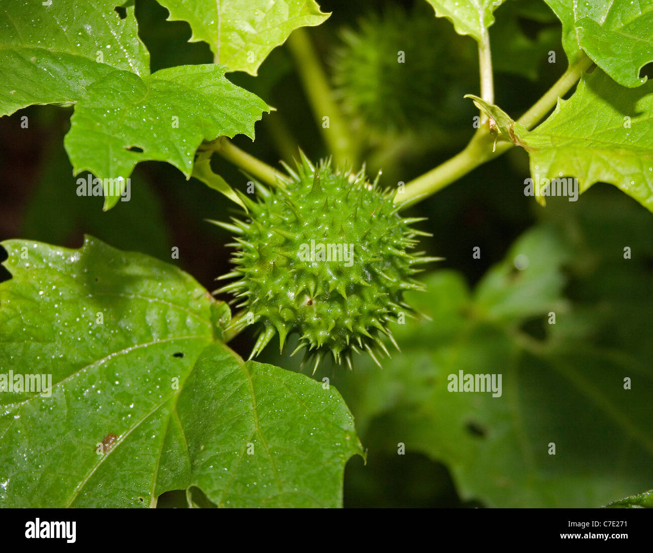 Thorn apple hires stock photography and images Alamy