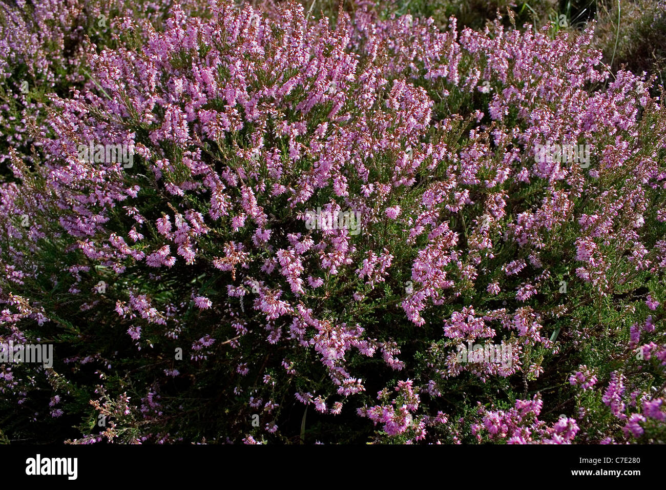 Ling heather calluna vulgaris Exmoor Devon UK Stock Photo