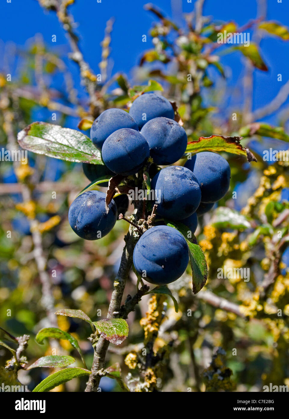 Sloe berries hires stock photography and images Alamy