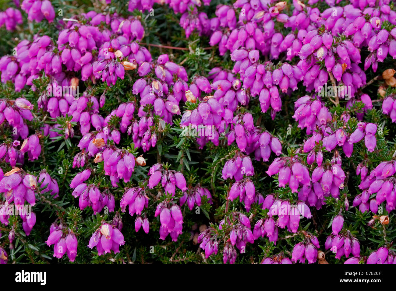 Bell heather erica cineria Exmoor Devon UK Stock Photo