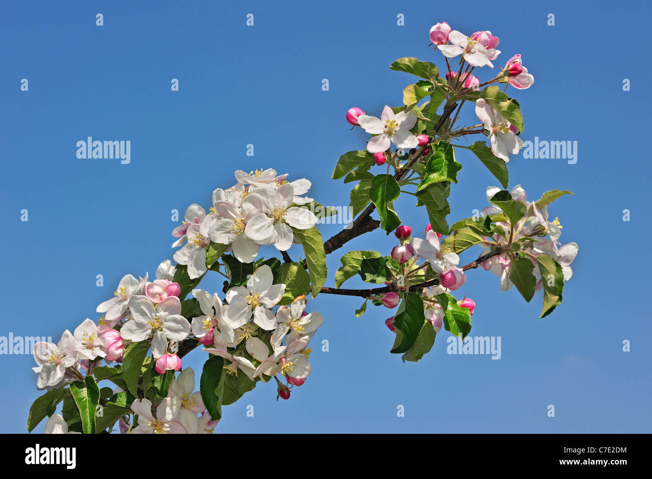 Close-up of apple tree flowering in orchard in spring, Hesbaye, Belgium Stock Photo