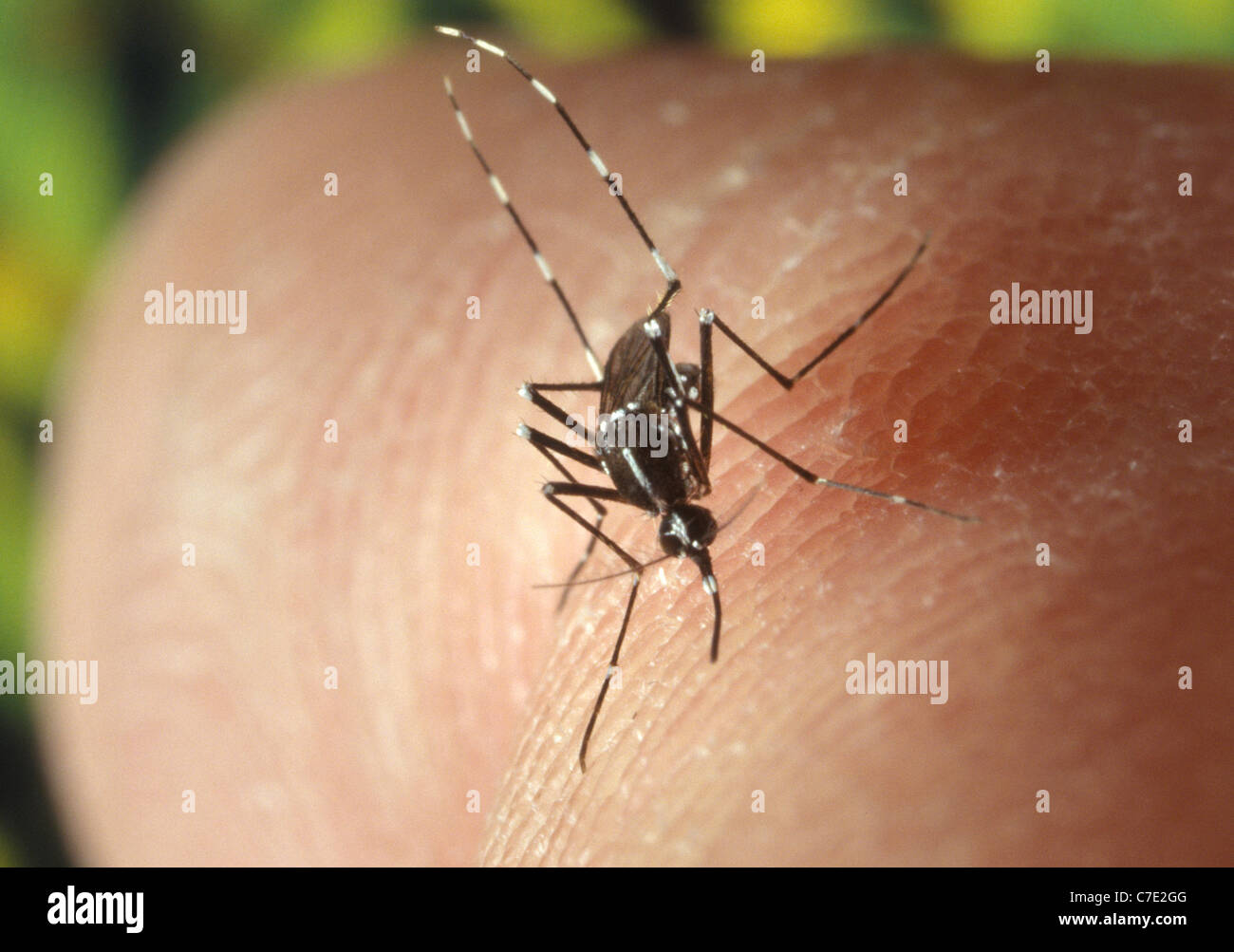 female Asian Tiger Mosquito (Aedes albopictus)  feeding on a human host Stock Photo