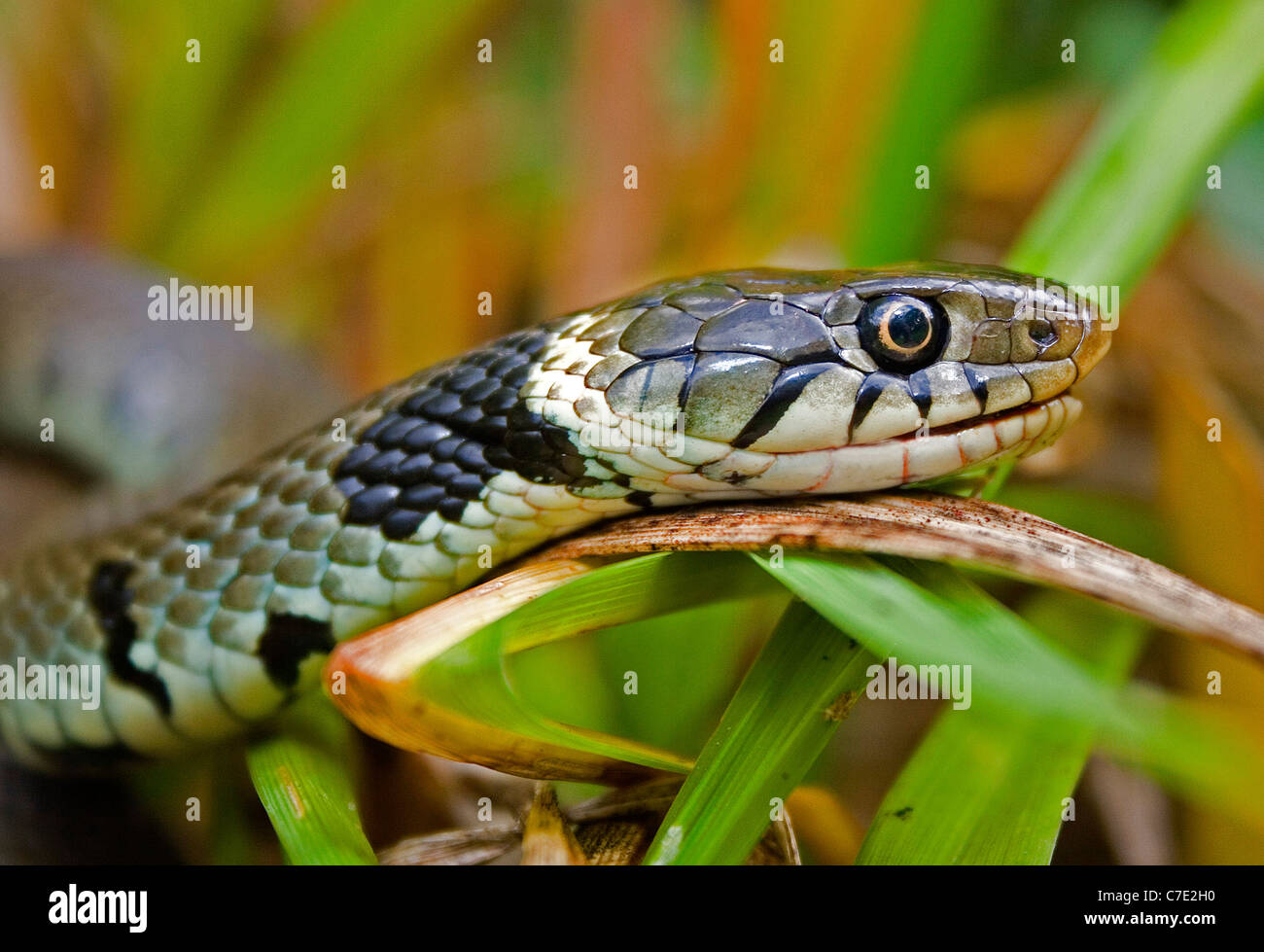 Grass snake natrix natrix Devon UK Stock Photo