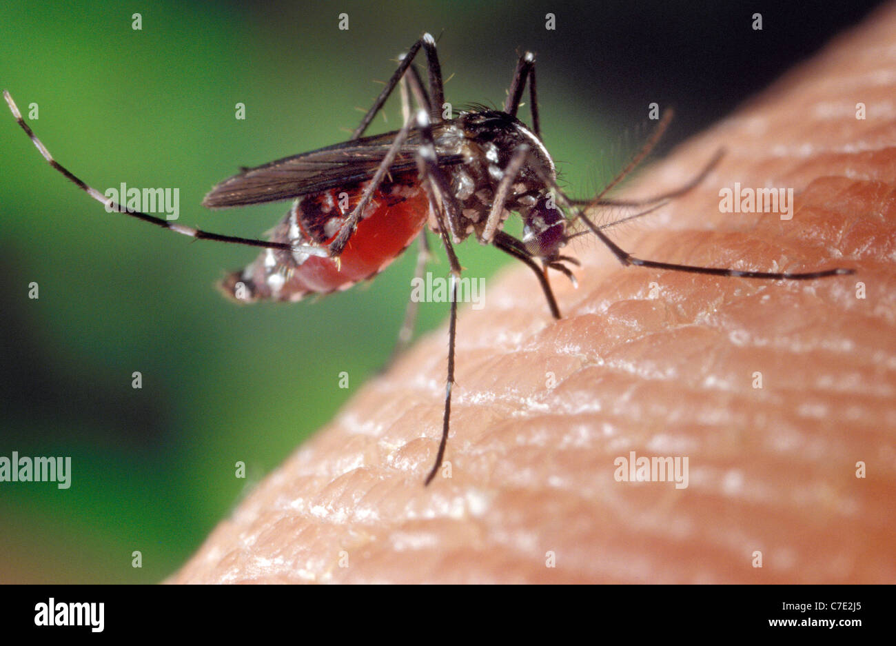 female Asian Tiger Mosquito (Aedes albopictus)  feeding on a human host Stock Photo