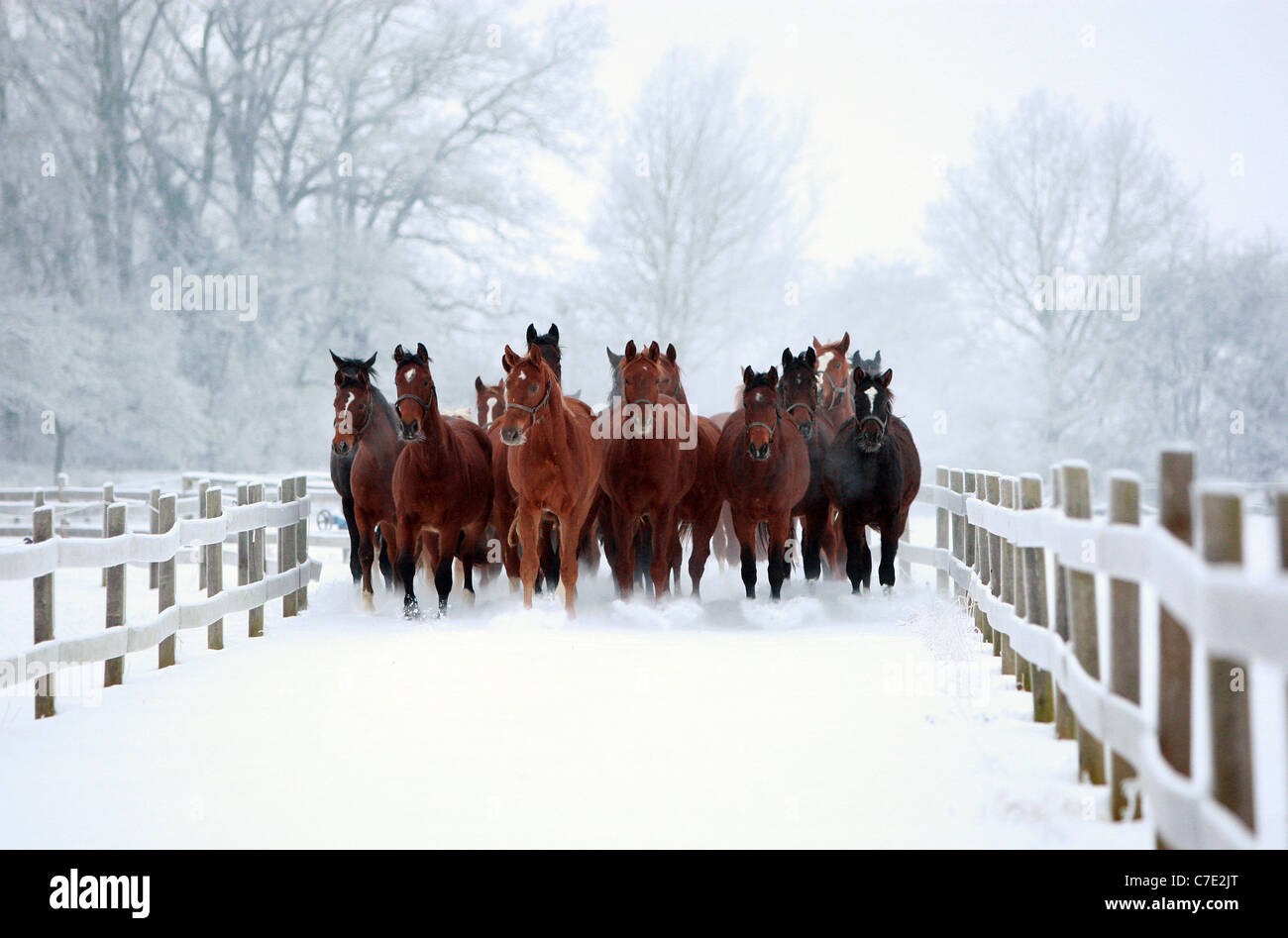Horses in winter on their way to a paddock Stock Photo
