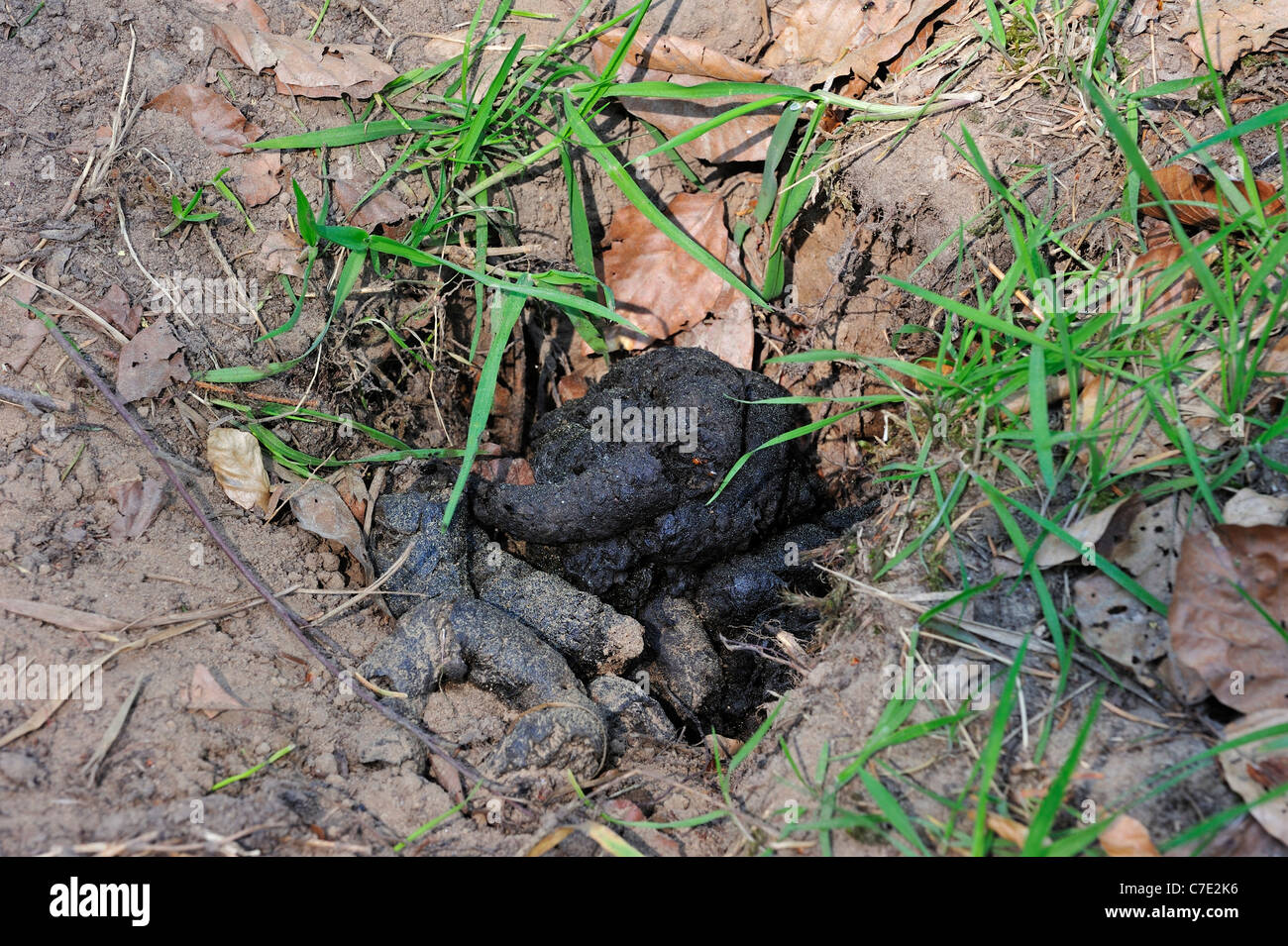 European Badger (Meles meles) droppings at latrine in forest Stock Photo