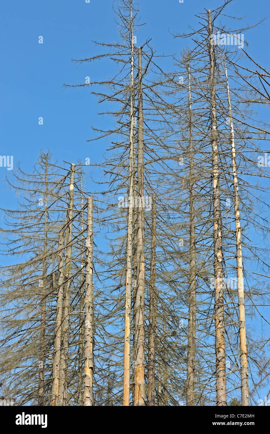 Dead spruce trees afflicted by Spruce Bark Beetle (Ips typographus L.) infestation, Bavarian Forest National Park, Germany Stock Photo