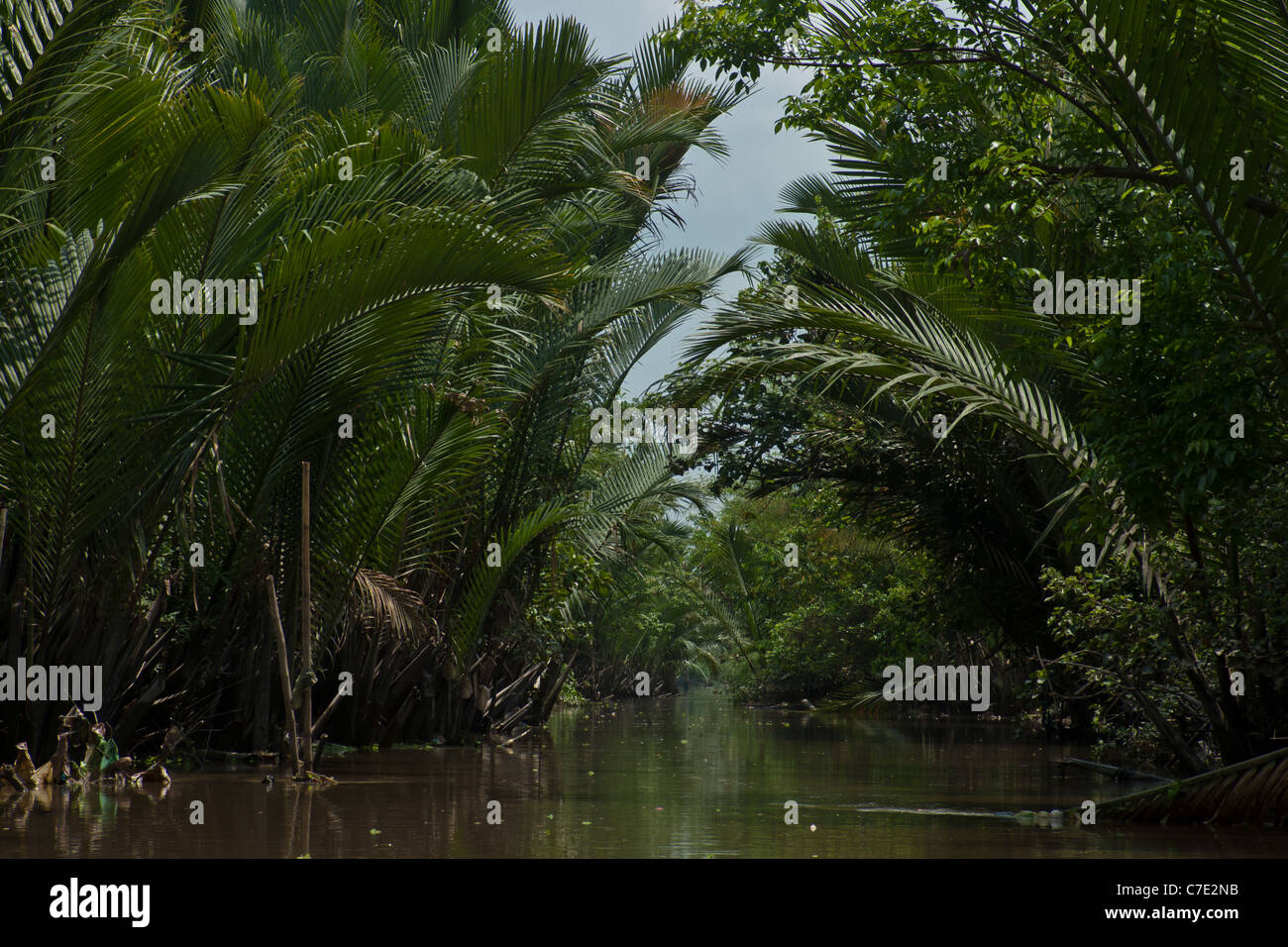 Coconut Trees Mekong Delta High Resolution Stock Photography and 