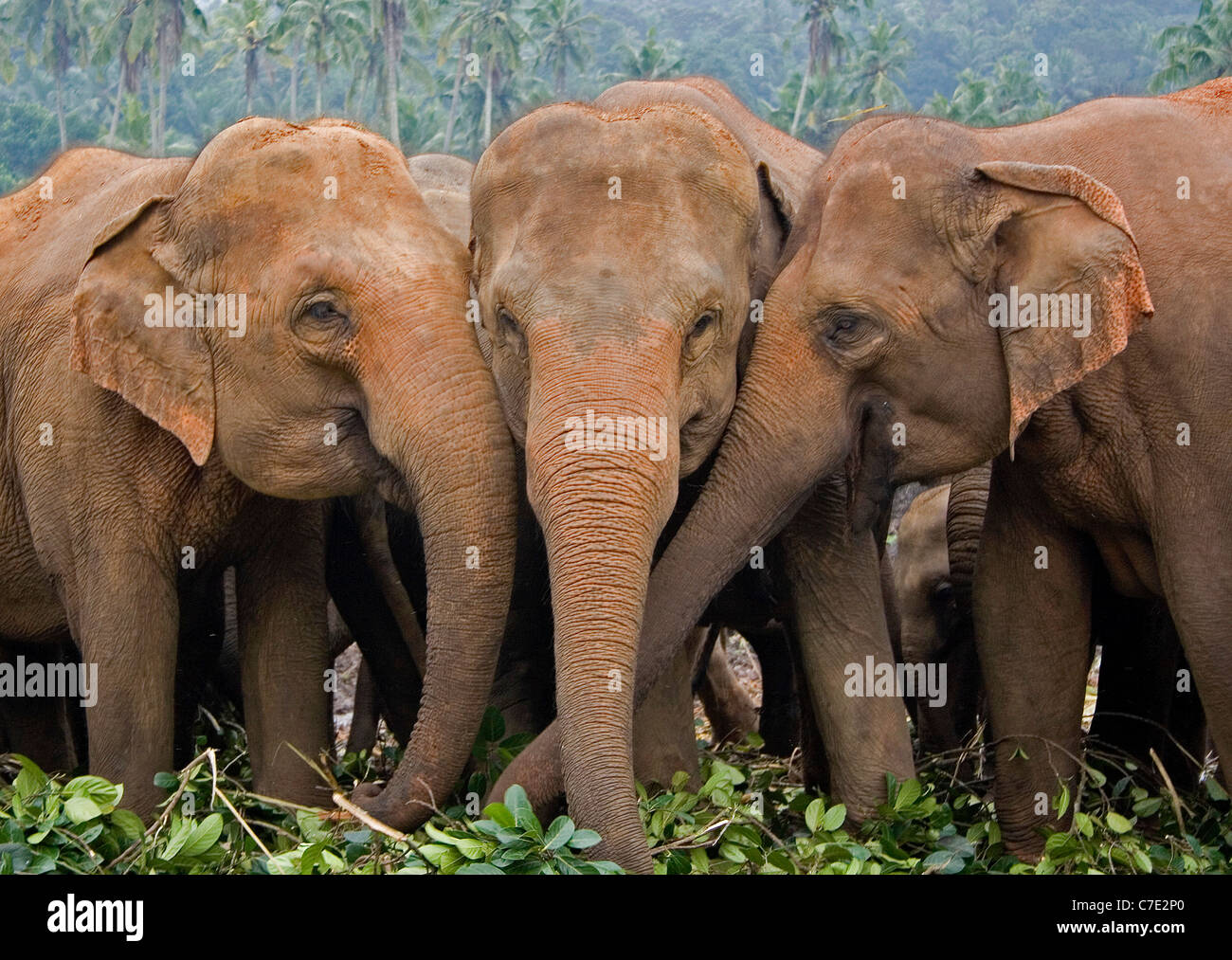 Asian elephant elephas maximus maximus Srl lanka Stock Photo