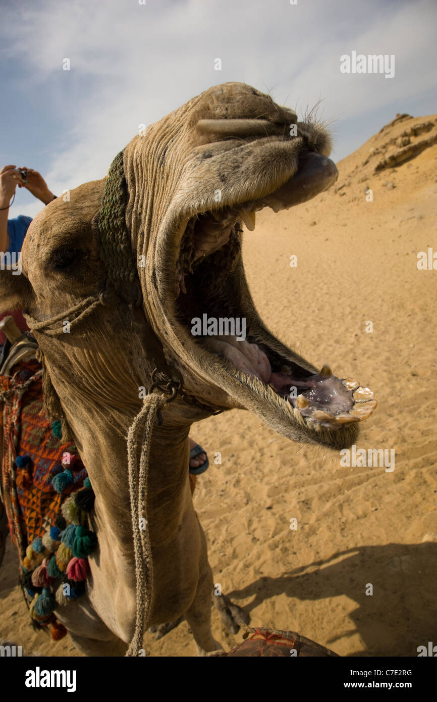 Camel yawning Stock Photo