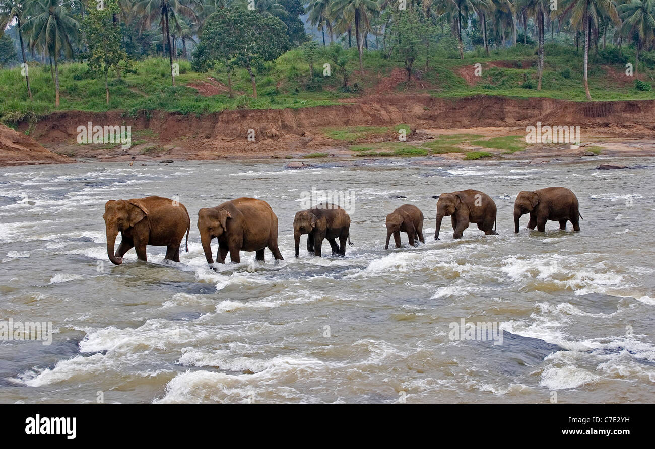 Asian elephant elephas maximus maximus Sri Lanka Stock Photo