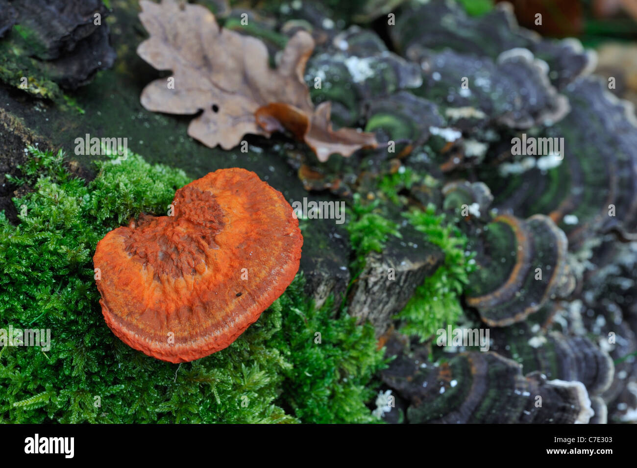 Cinnabar Red Polypore (Pycnoporus cinnabarinus / Polyporus cinnabarinus) on tree trunk Stock Photo