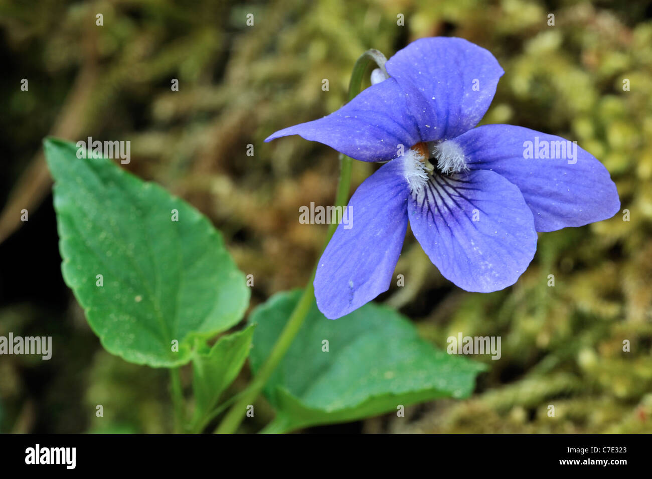 Wood violet / Common dog violet (Viola riviniana) in flower, Luxembourg Stock Photo