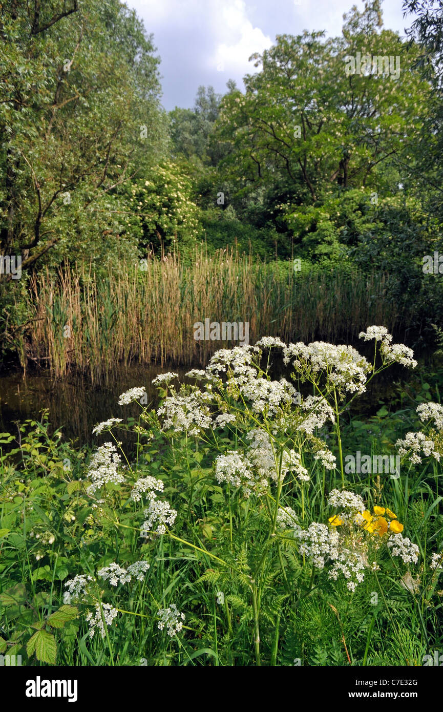 Cow Parsley / Wild Chervil / Keck (Anthriscus sylvestris) at water's edge along brook Stock Photo