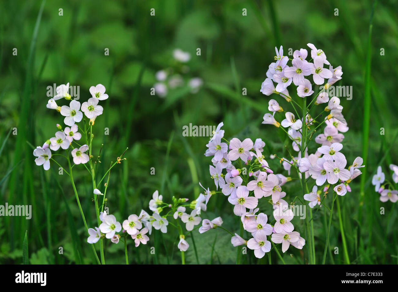 Cuckoo Flower / Lady's Smock (Cardamine pratensis) flowering in meadow Stock Photo