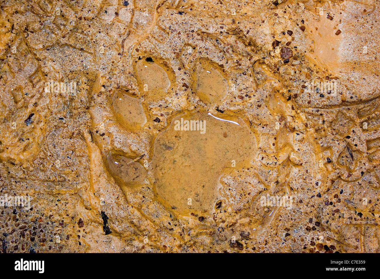 Leopard paw print in mud panthera pardus kotiya  Horton's Plai Stock Photo