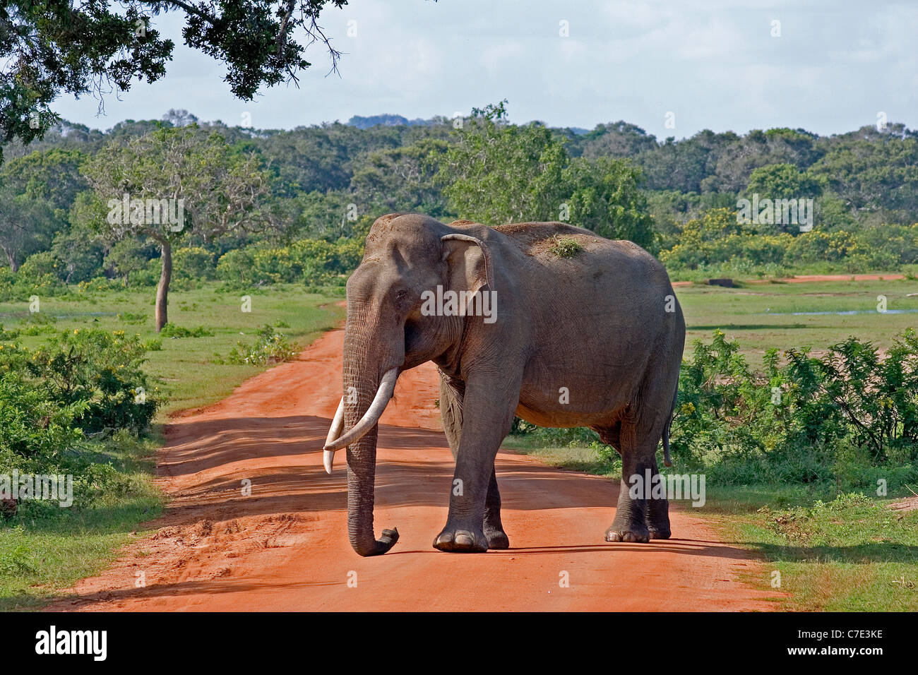 Asian elephantelephas maximus maximus Sri Lanks Stock Photo
