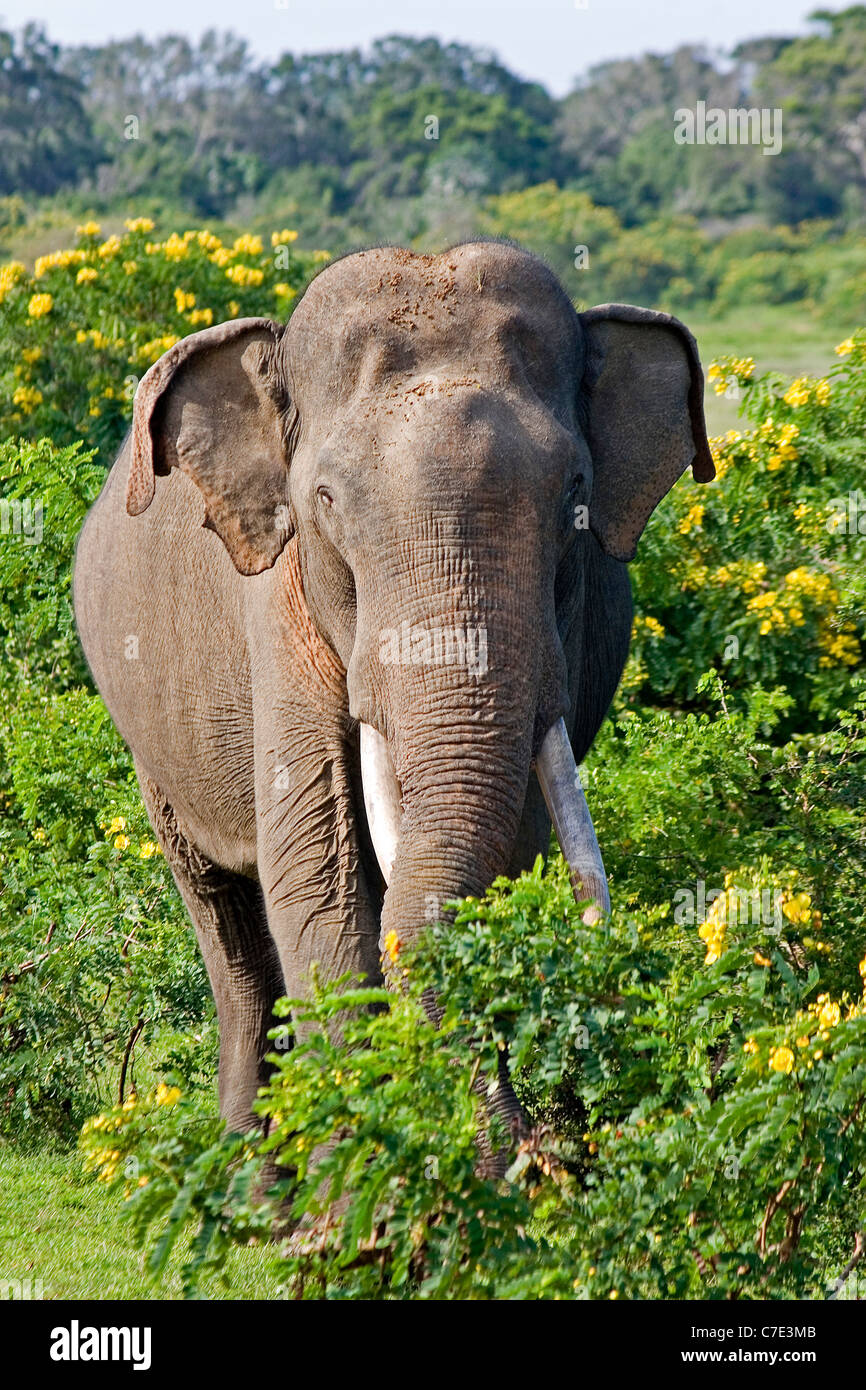 Asian elephant elephas maximus maximus Sri Lanka Stock Photo