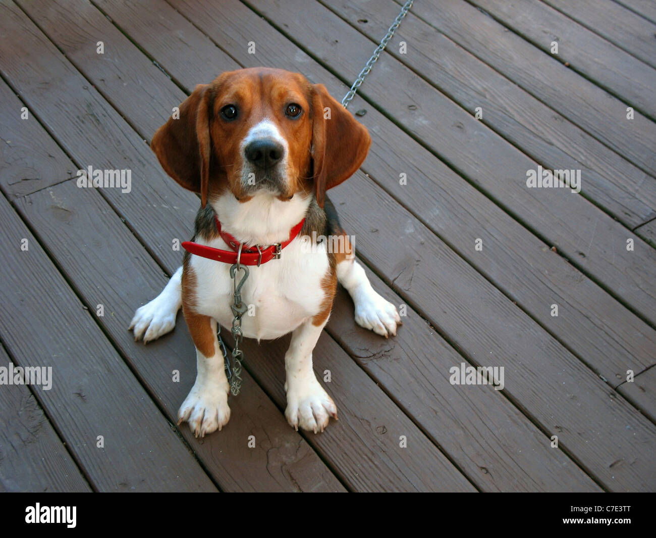 A tri-colored beagle dog posed sitting. Stock Photo