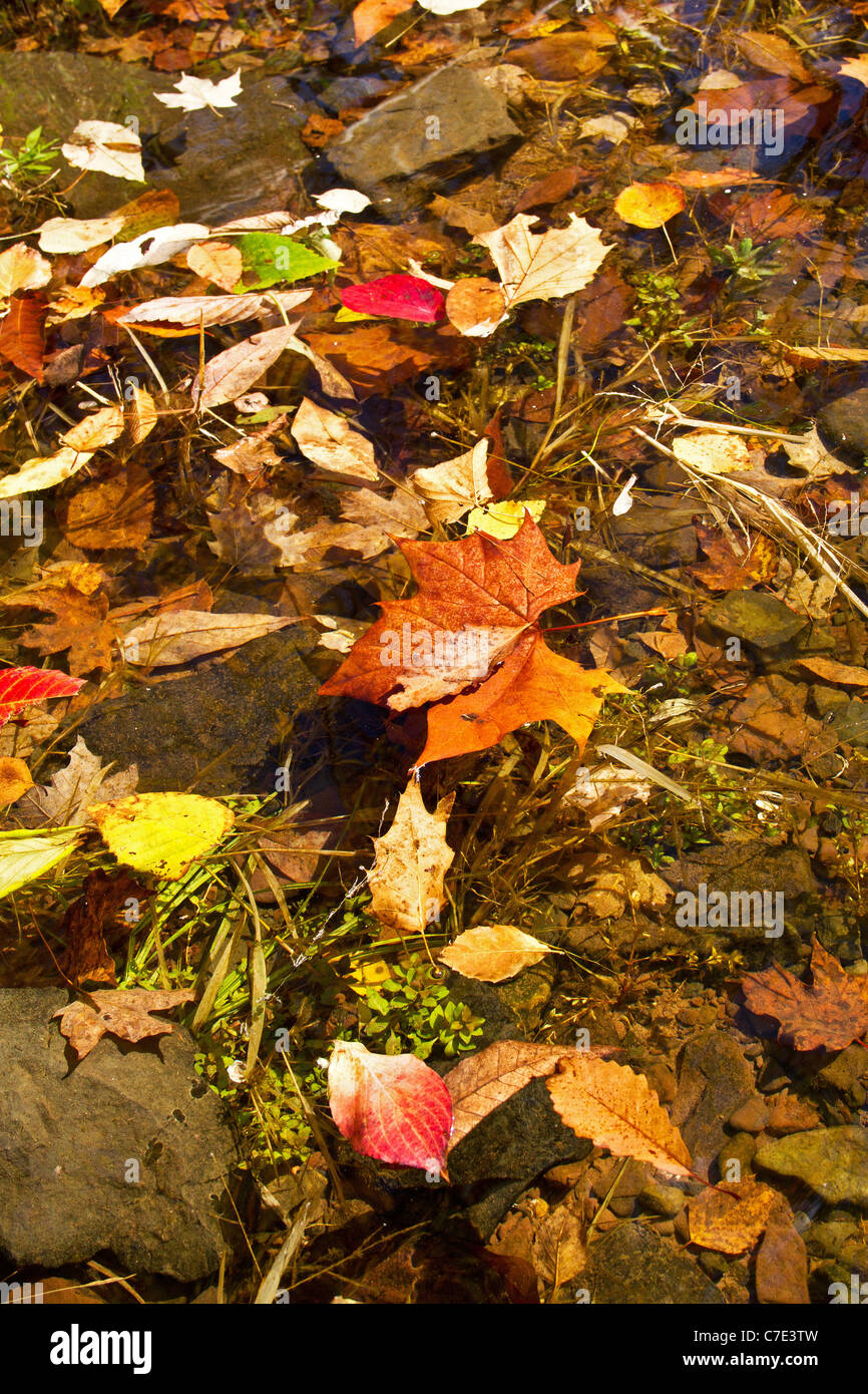 Leaves leaf water rocks hi-res stock photography and images - Alamy