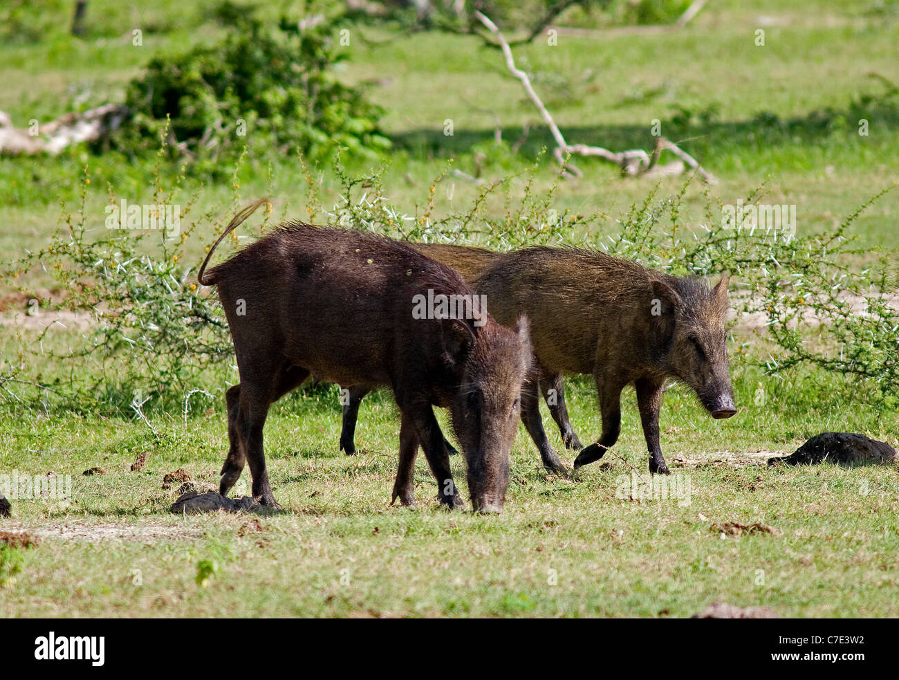 Wild boar sus scrofa Sri Lanka Stock Photo