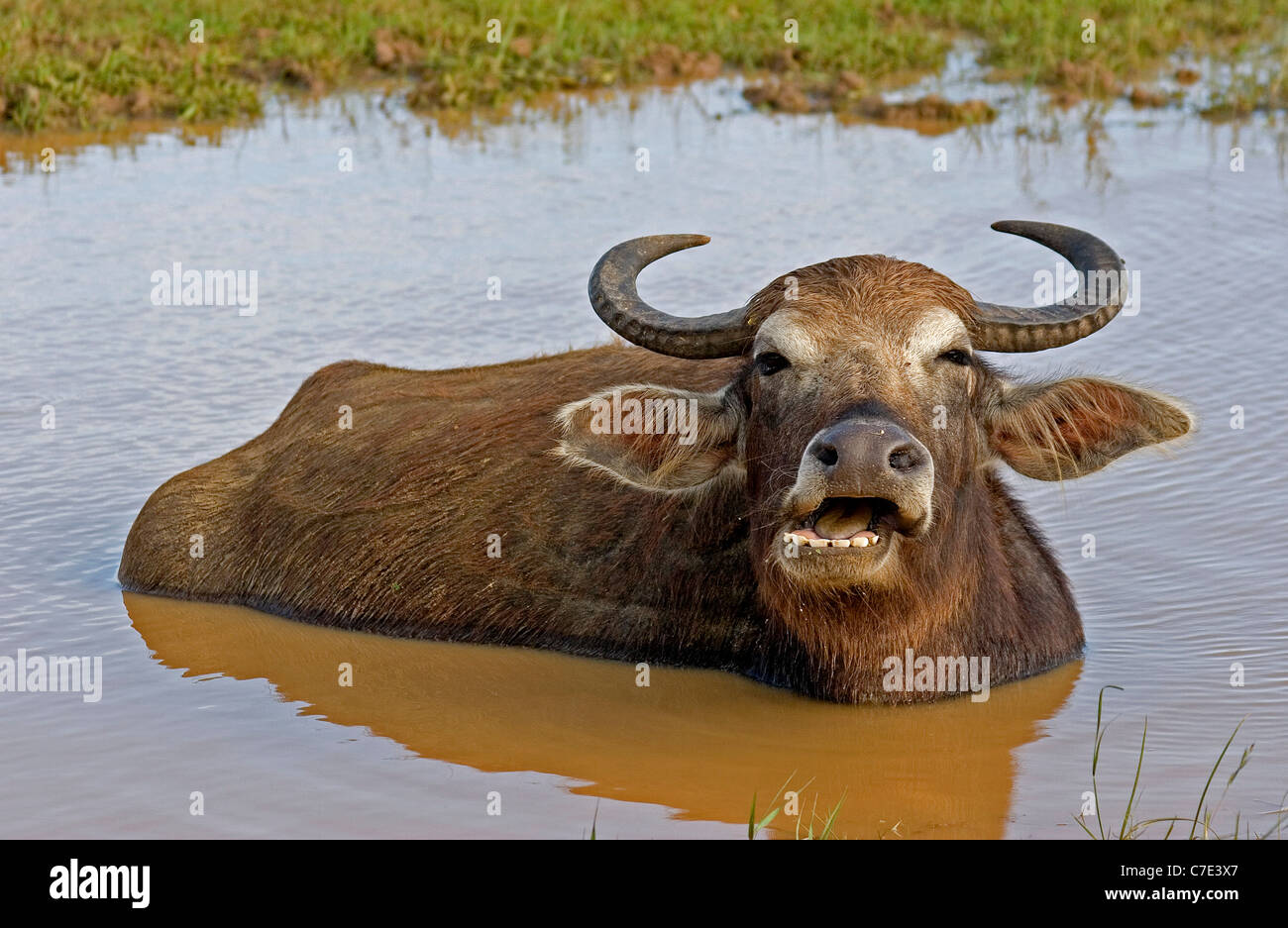 Wild water buffalo bubalus arnee Sri Lanka Stock Photo