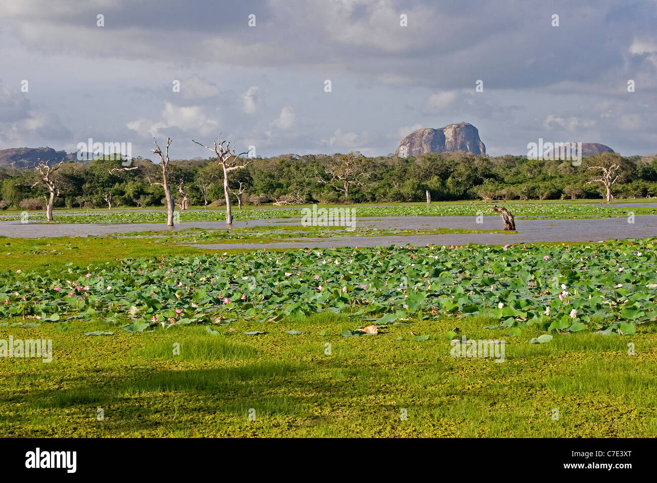 View of Yala National Park Sri Lanka Stock Photo