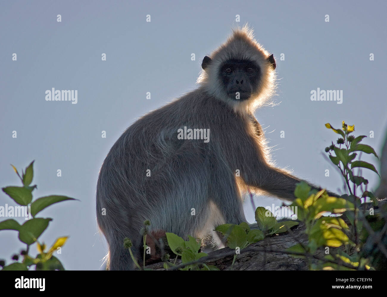 Langur monkey semnopithecus entellus Sri Lanka Stock Photo