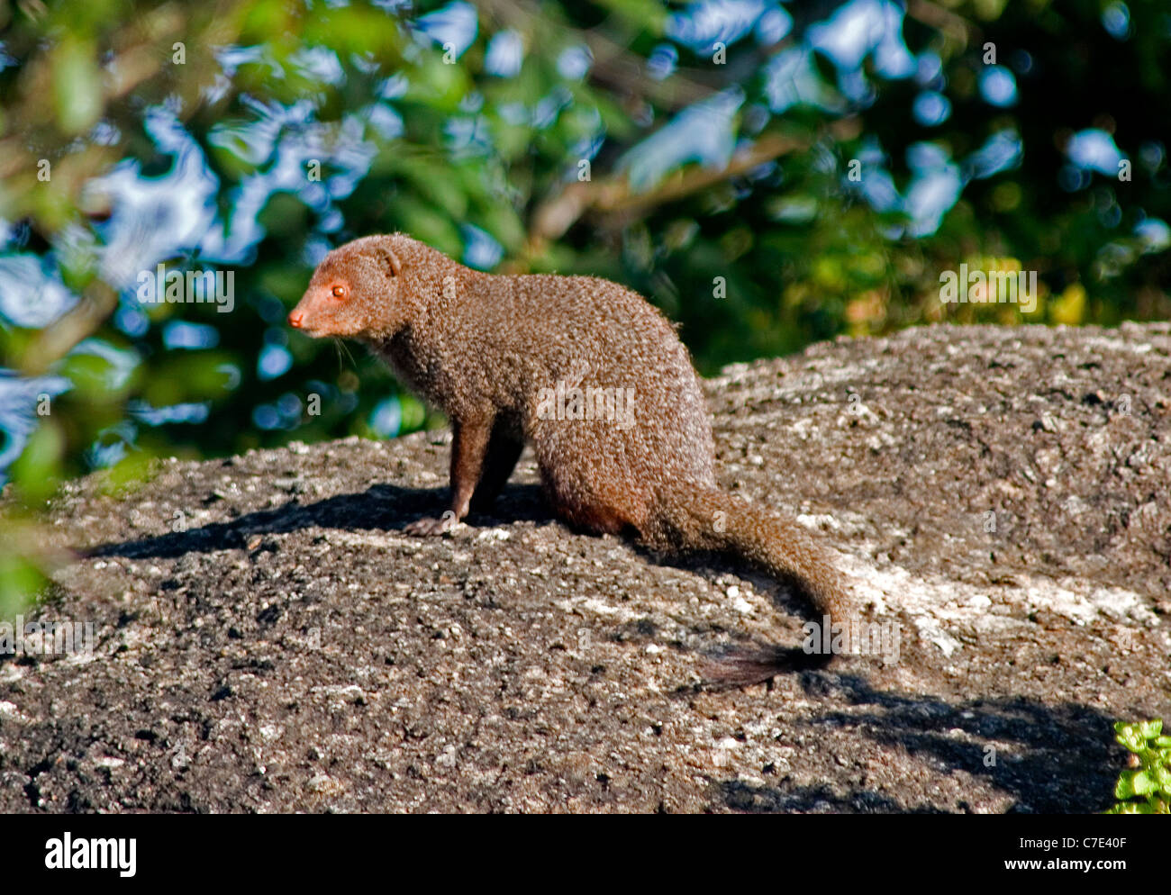 Grey mongoose herpestes edwardsii Sri Lanka Stock Photo