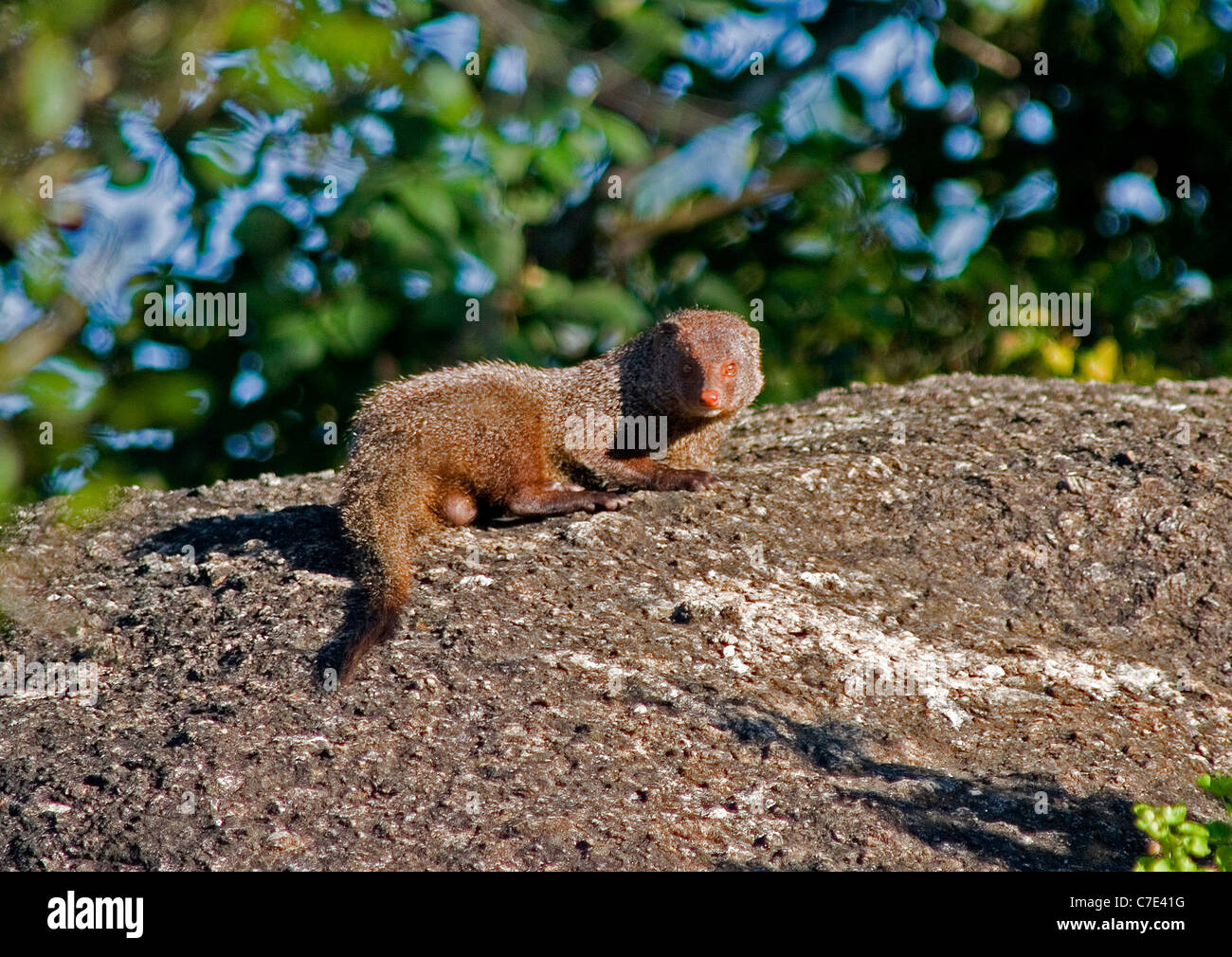 Grey mongoose herpestes edwardii Sri Lanka Stock Photo