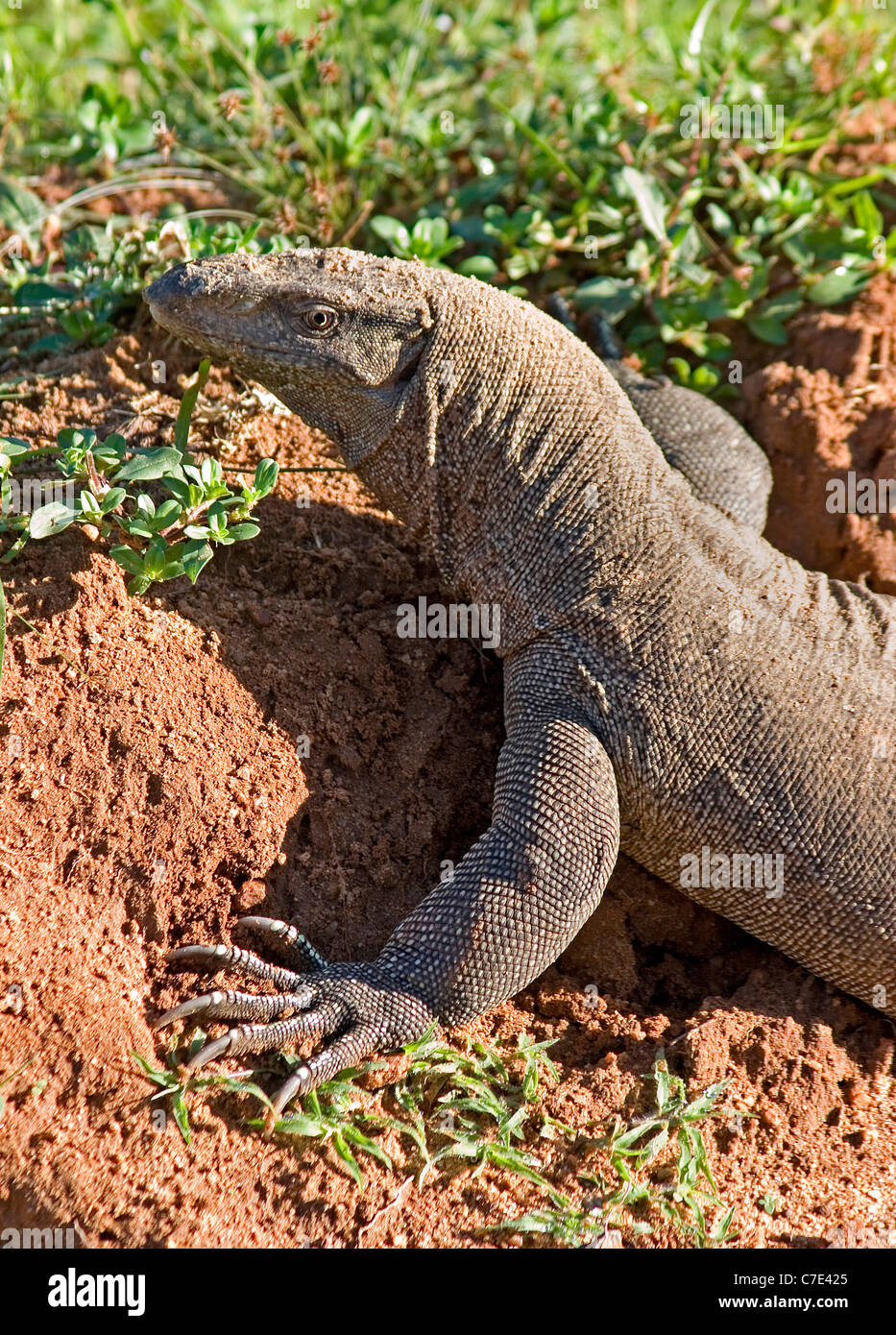 Land monitor lizard varanus bengalensis Sri Lanka Stock Photo
