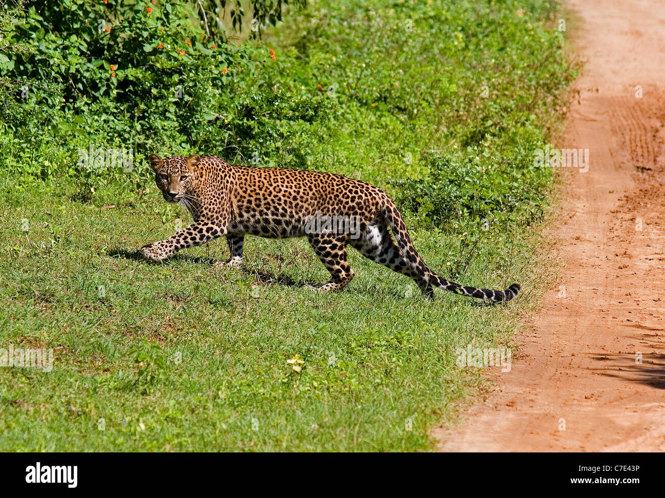 Leopard panthera pardus kotiya Sri Lanka Stock Photo