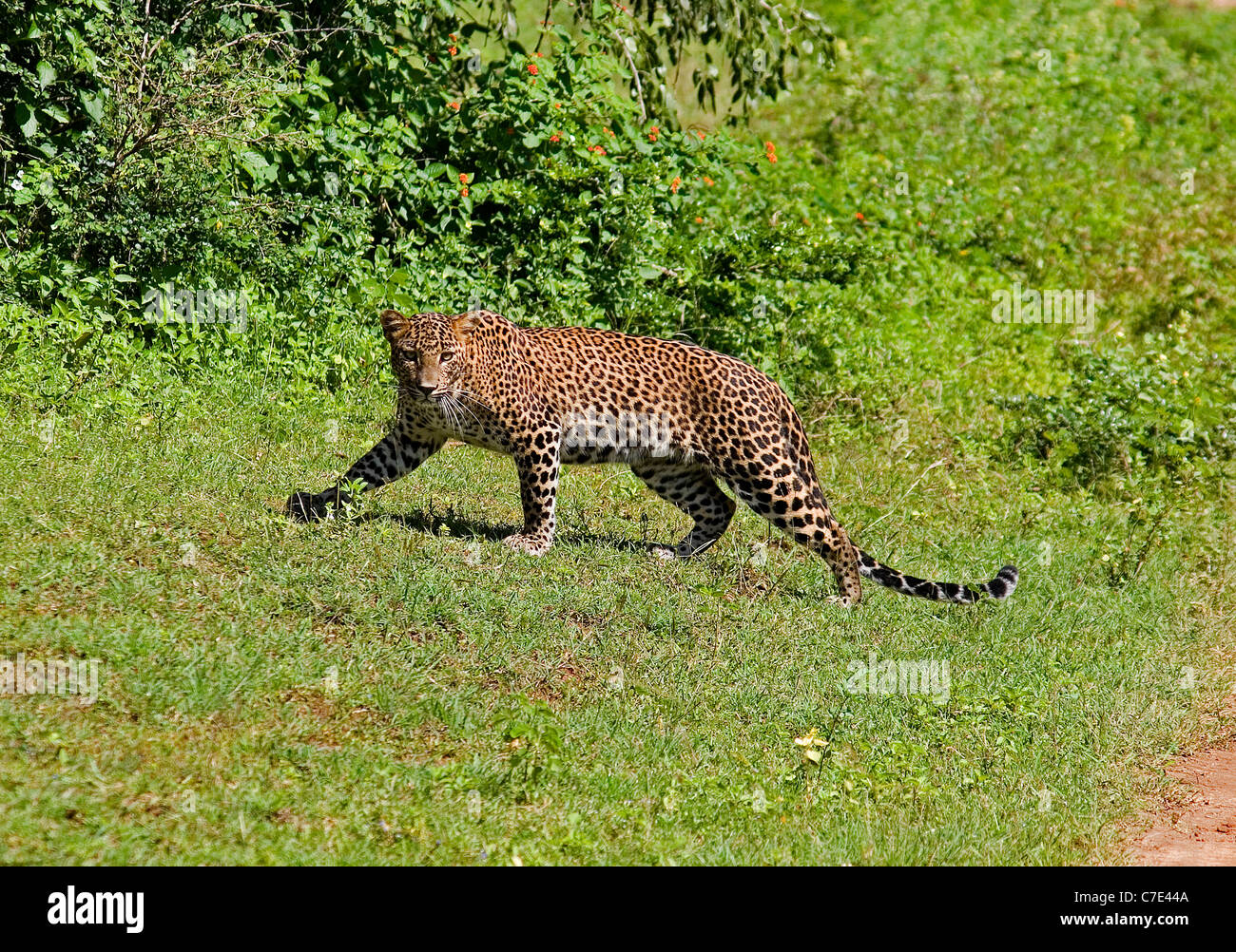 Leopard panthera pardus kotiya Sri Lanka Stock Photo