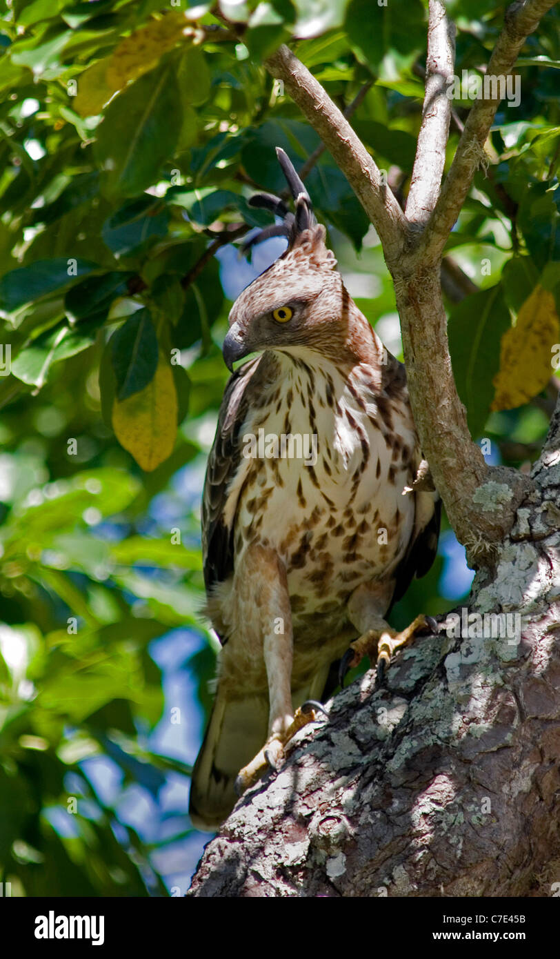 Crested hawk eagle spizaetus cirrhatus Sri Lanka Stock Photo