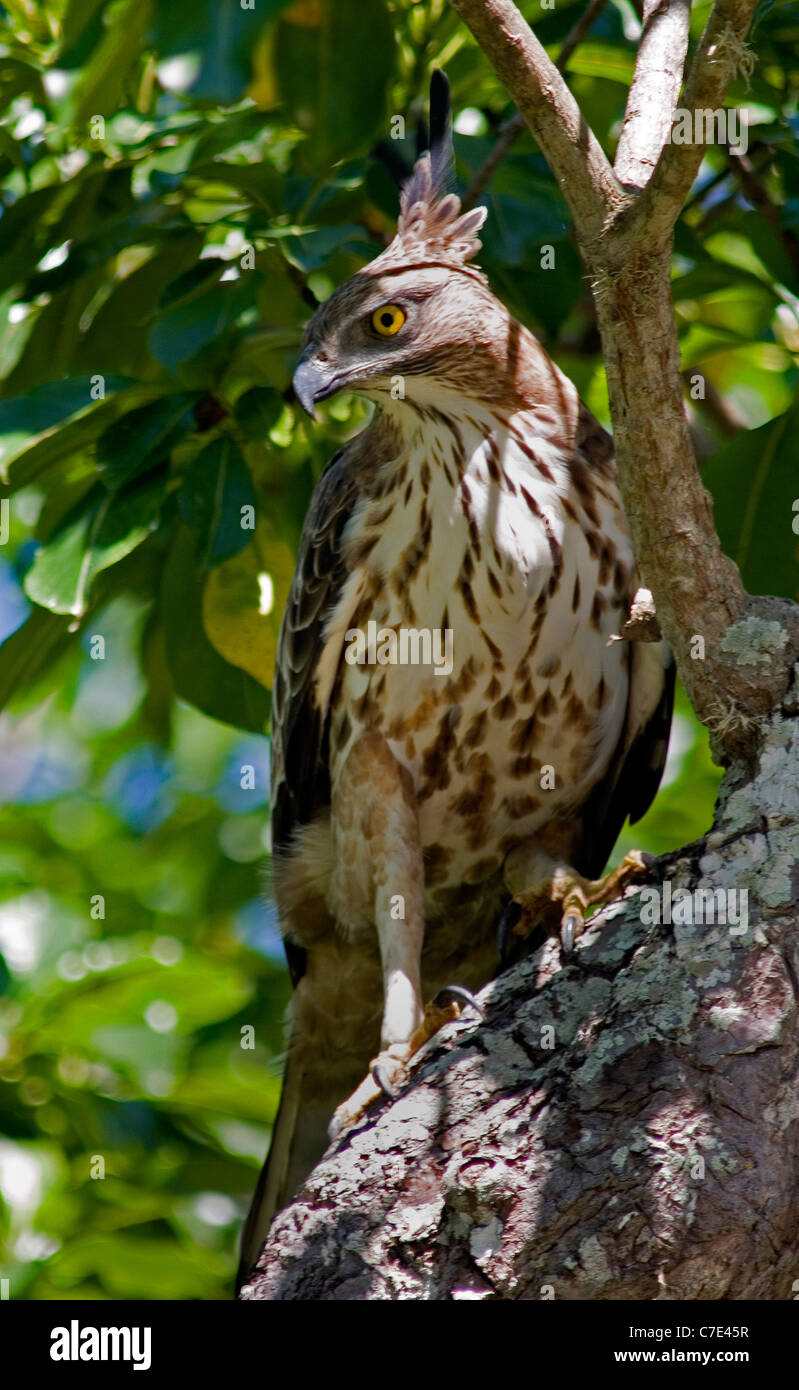 Crested hawk eagle spizaetus cirrhatus Sri Lanka Stock Photo