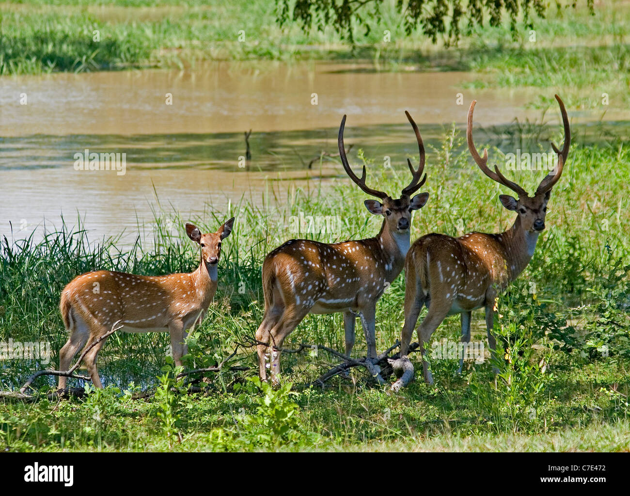 Spotted deer axis axis Sri Lanka Stock Photo
