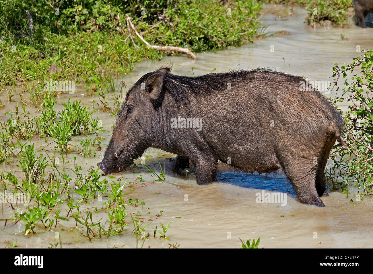 Wild boar sus scrofa Sri Lanka Stock Photo