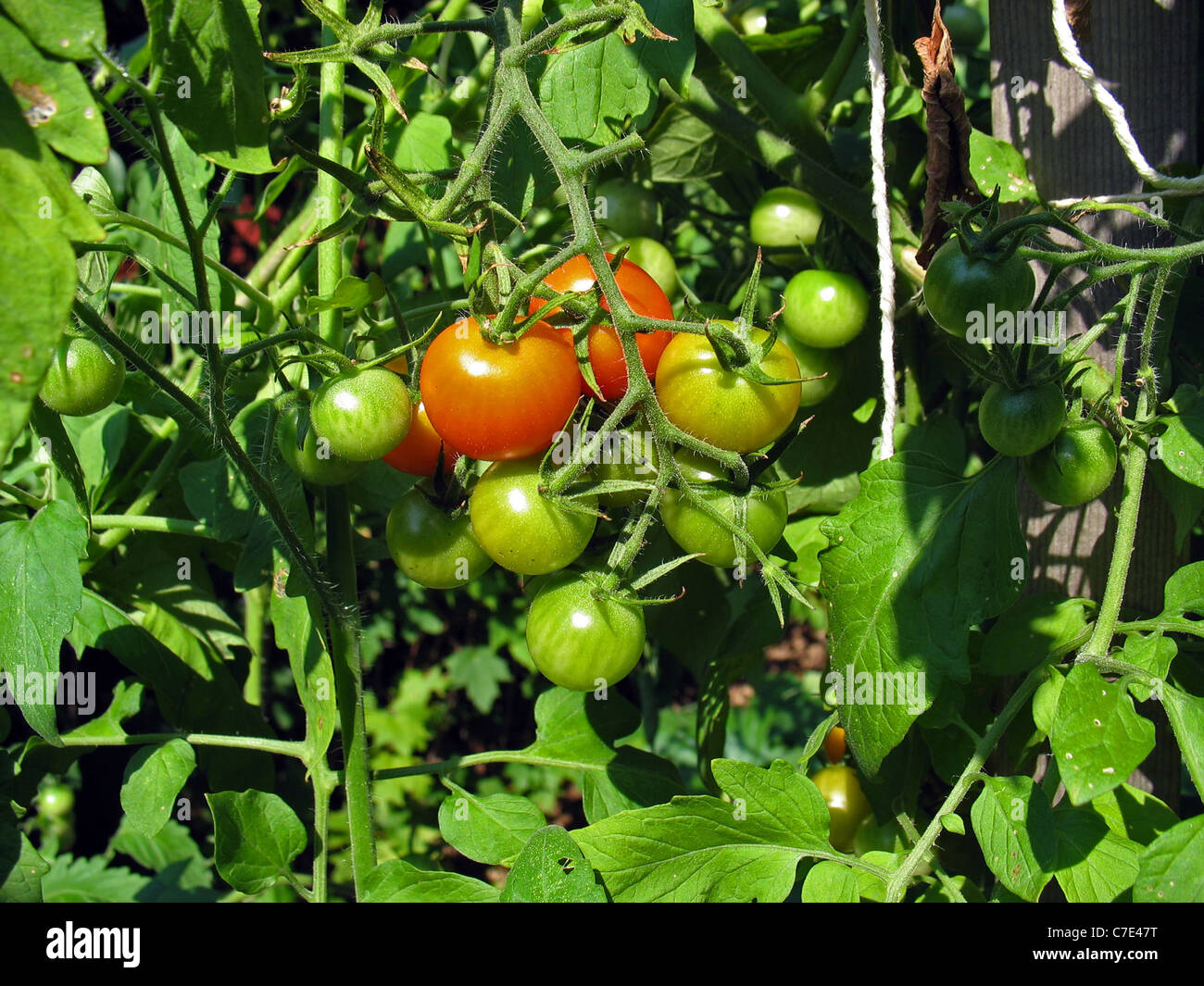 Some fresh grown tomatoes ripening right on the vine Stock Photo Alamy