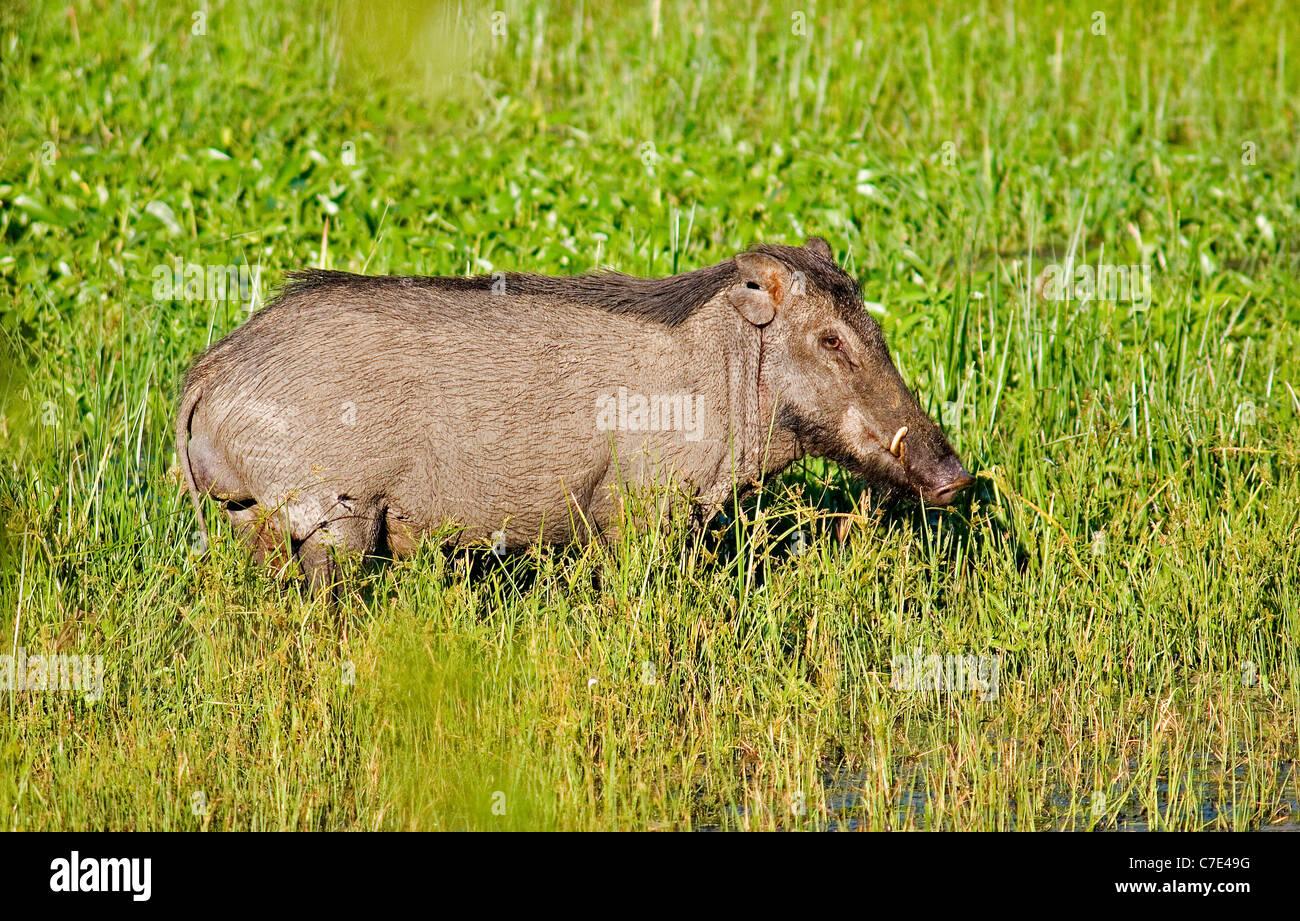 Wild boar sus scrofa Sri Lanka Stock Photo
