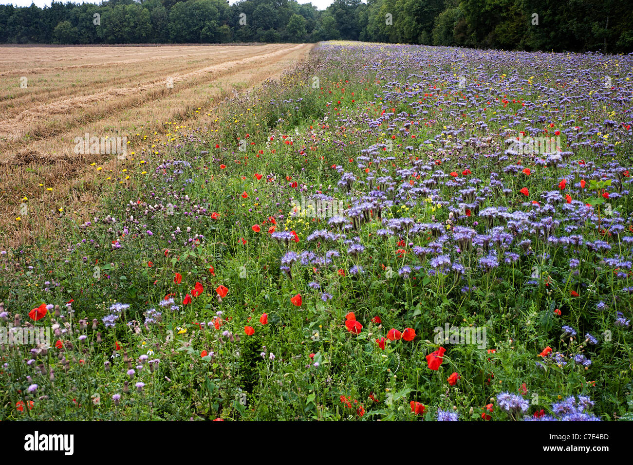 Nectar and game cover mix, arable field, Tidworth, Salisbury Plain Stock Photo